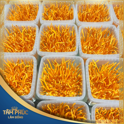 Tâm Phúc Lâm Đồng