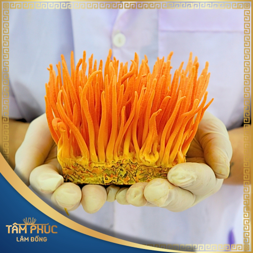 Tâm Phúc Lâm Đồng