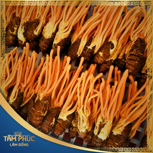 Tâm Phúc Lâm Đồng